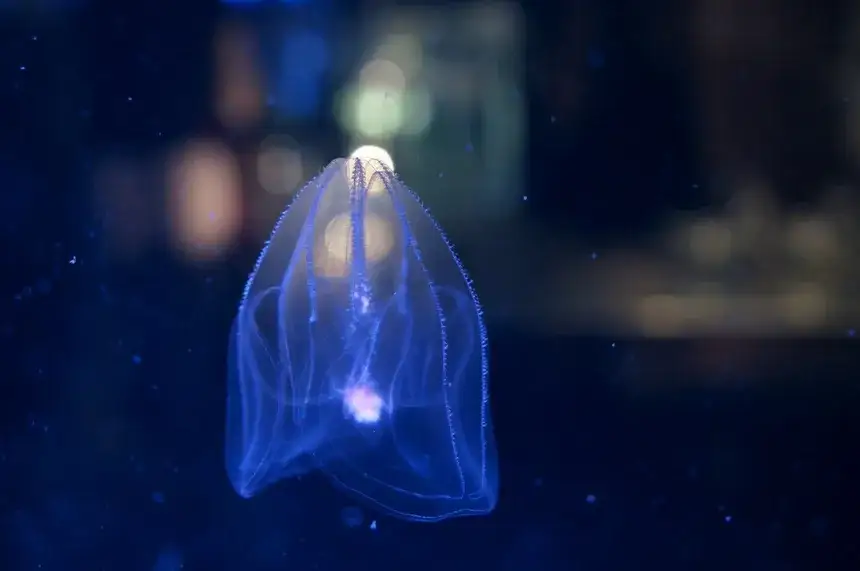 Jakie zwierzęta żyją w Bałtyku? Rzadkie gatunki i ich tajemnice