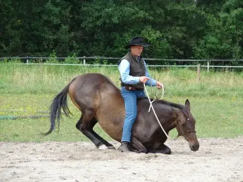 Jeździectwo naturalne Wrocław: najlepsze stajnie i kursy, których unikaj