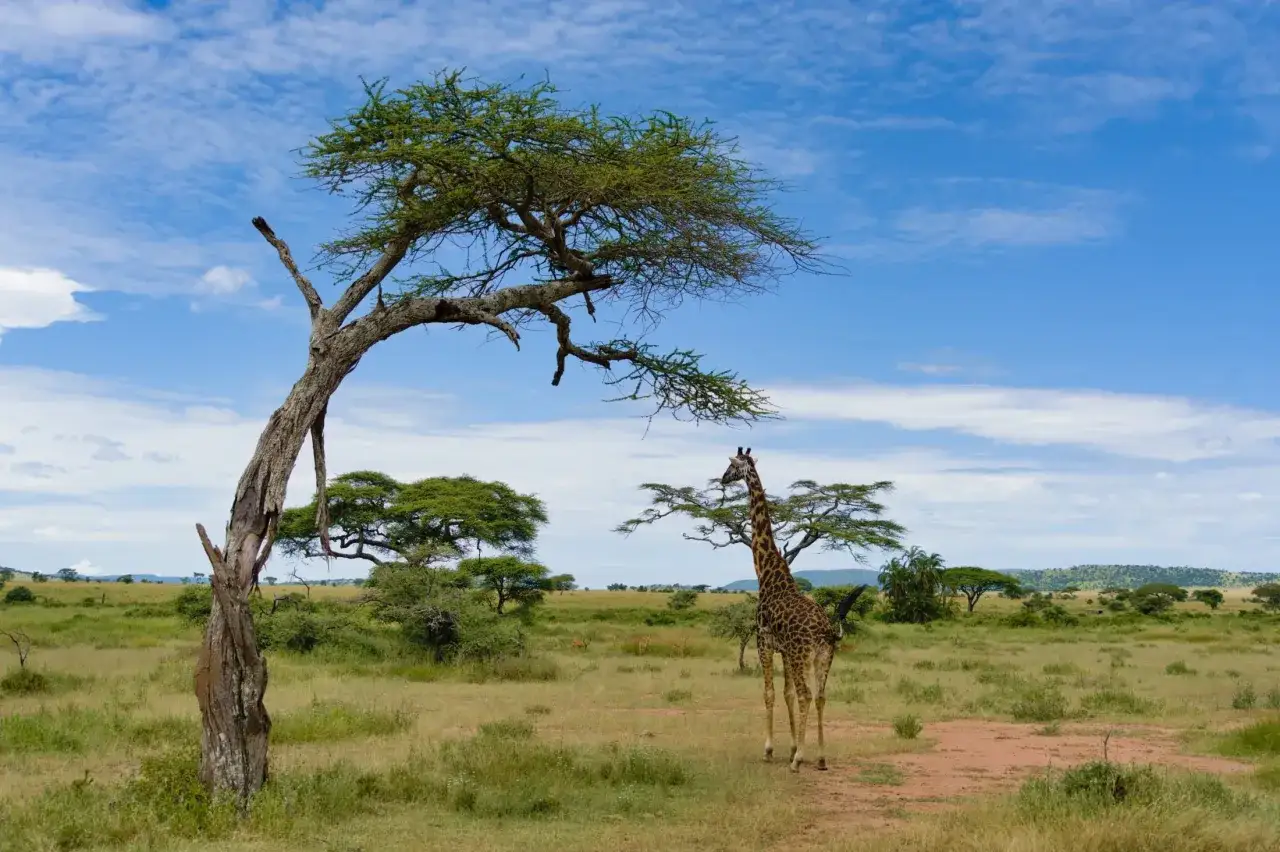 Żyrafa na tle sawanny Serengeti, pod rozłożystym drzewem akacjowym. W oddali widać inne zwierzęta.