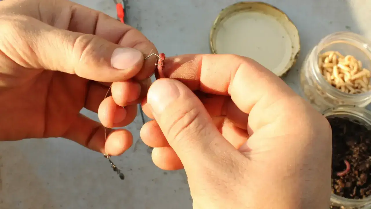 Dłonie przygotowują robaka na haczyk. Obok słoiki z przynętą, pokazujące, jak przechowywać robaki na ryby.