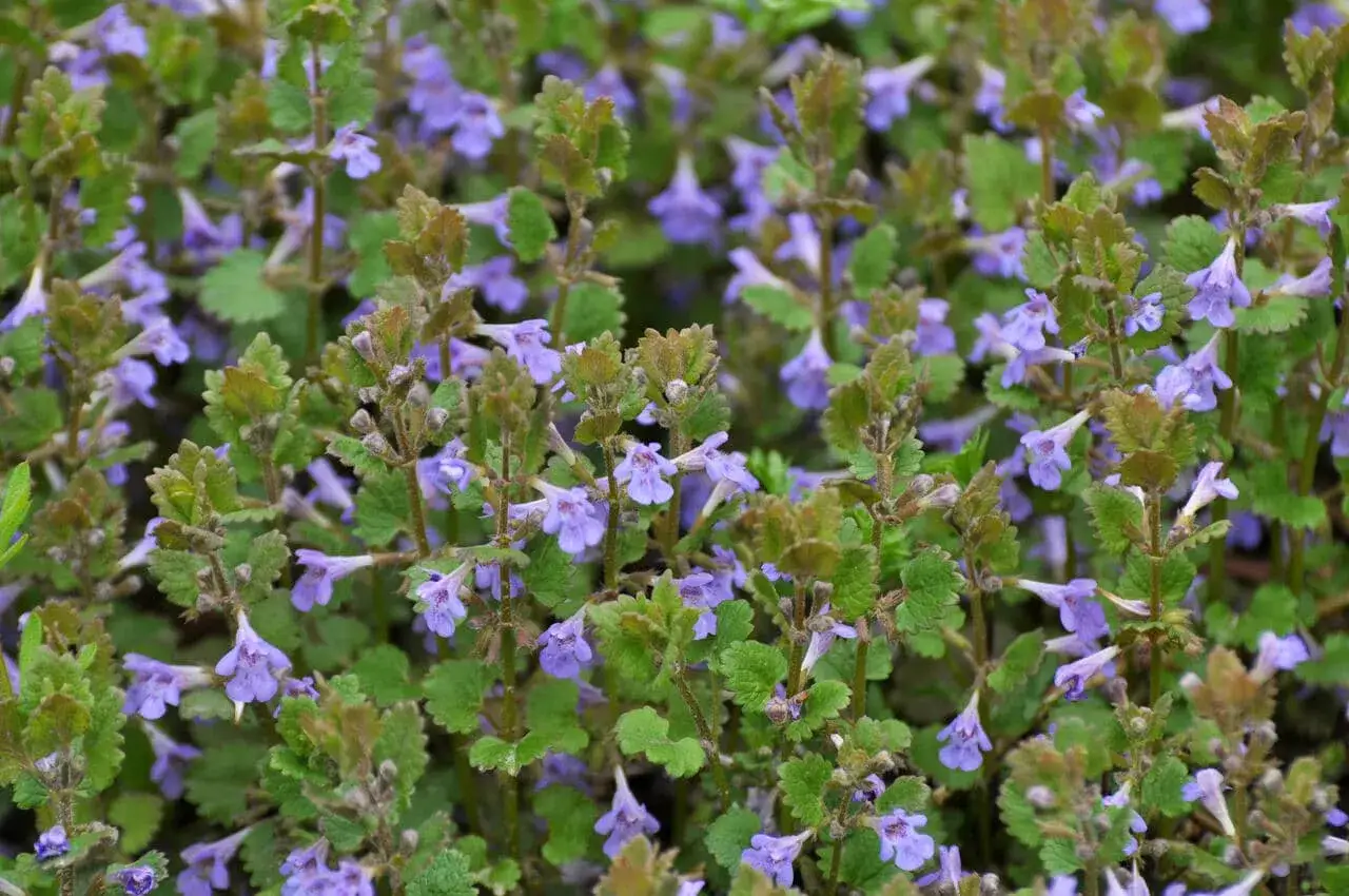 Bluszczyk kurdybanek: Chwast czy zioło? Jak go zwalczyć lub użyć?