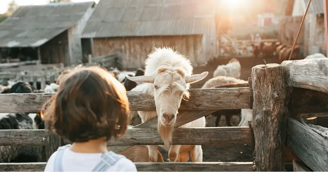 Agroturystyka jak rozpocząć działalność bez zbędnych formalności
