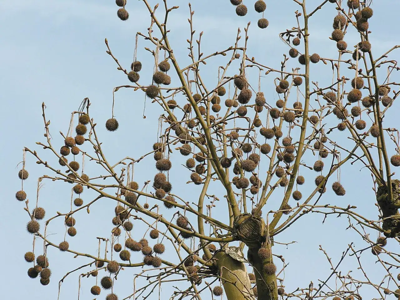 Kwitnienie platana: Niewidoczne piękno, owocostany i alergie