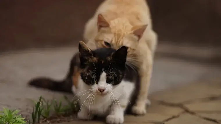 Ile razy kotka ma ruje? Zaskakujące fakty o cyklach rui