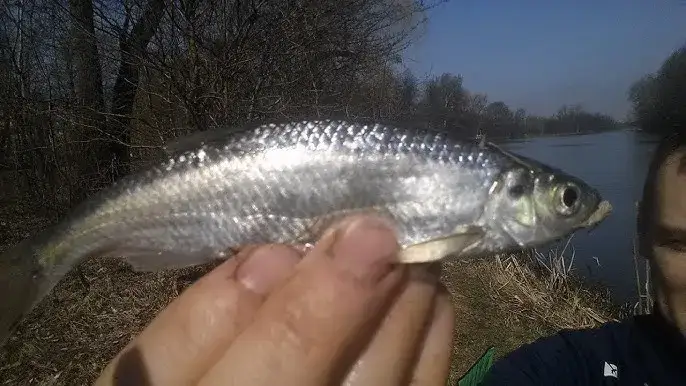 Jezioro Wilanowskie: piękno natury, ryby i ptaki w Warszawie