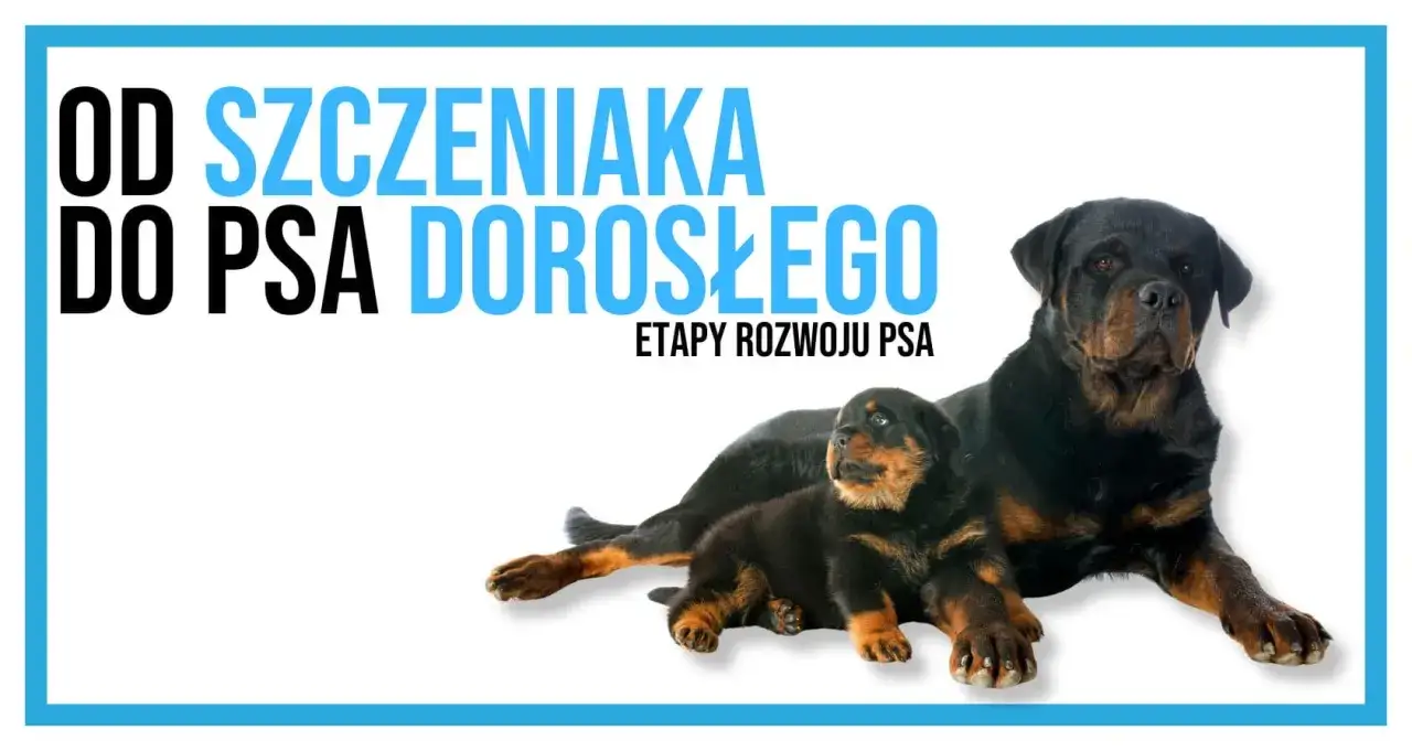 Dorosły Rottweiler i szczeniak leżą obok siebie, symbolizując etapy rozwoju psa, od kiedy szczeniaki zaczynają chodzić do dorosłości.