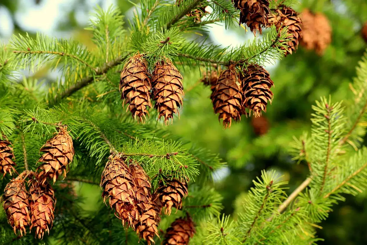 Choroby daglezji - jak sobie z nimi radzić? Skuteczne porady