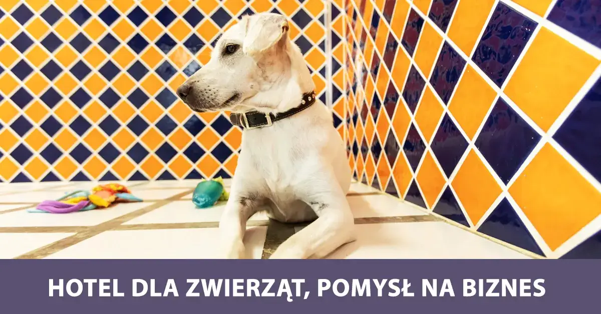 Jak założyć hotel dla psów: kluczowe kroki i ukryte koszty
