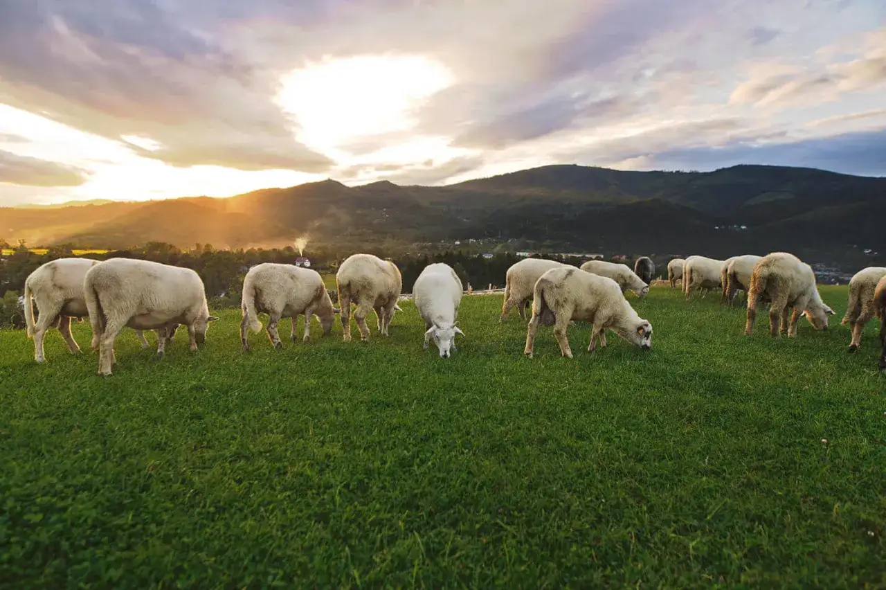 Stado owiec pasących się na zielonej łące u podnóża gór. W oddali widać dymiącą bacówkę na bukowinie.