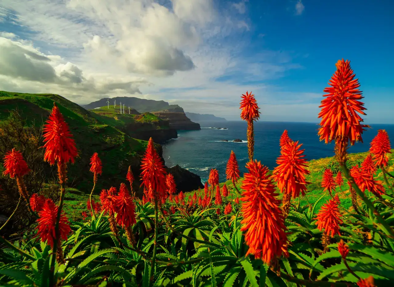 Madera: Pogoda przez cały rok. Kiedy najlepiej jechać i co robić?