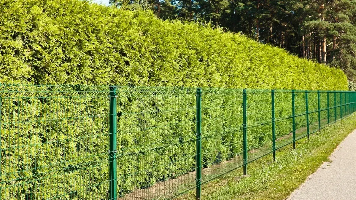 Czy mogę rozebrać płot sąsiada na mojej działce bez konsekwencji?