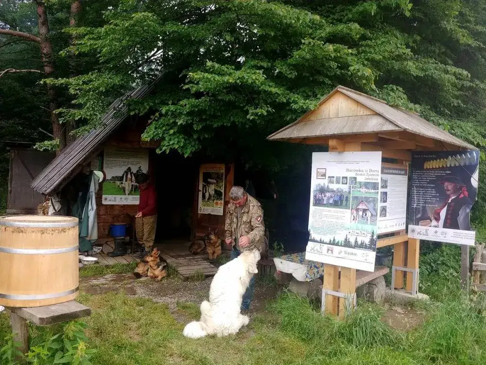 Bacówka Biały Potok – odkryj smaki tradycyjnych serów i kulturę