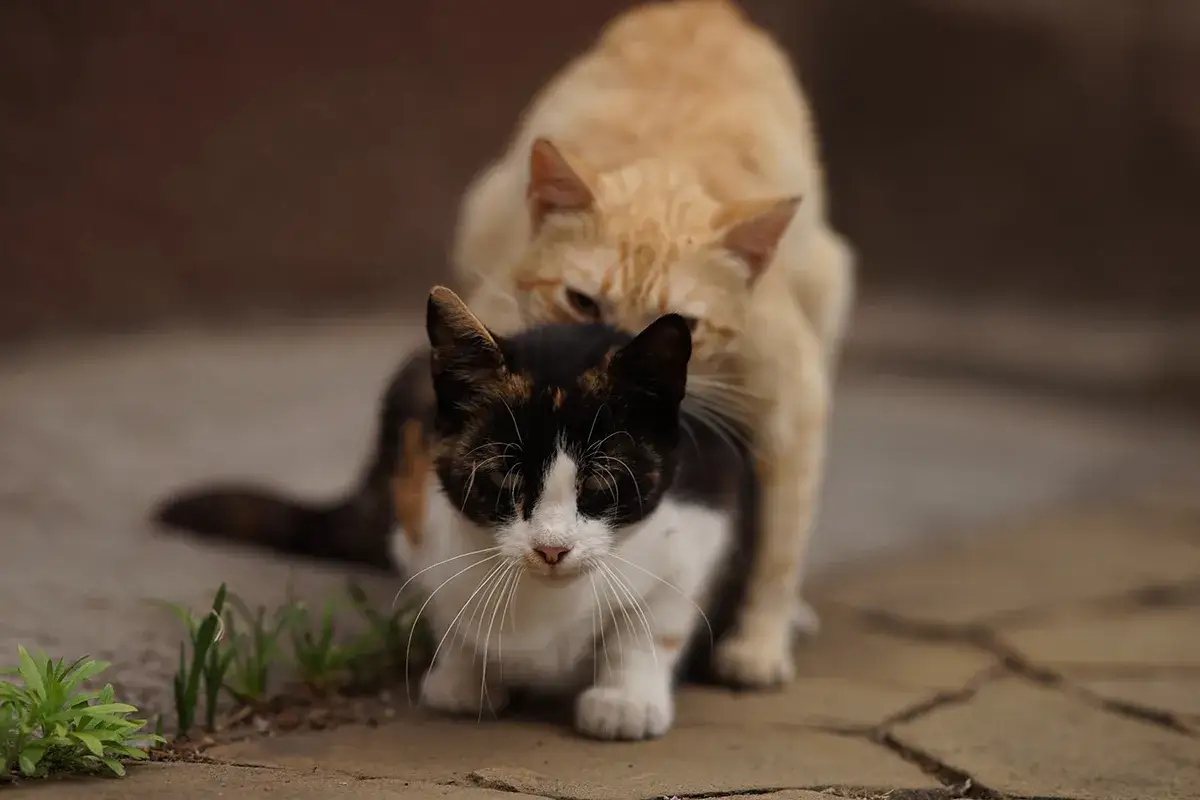 Dwa koty, jeden rudy, drugi trójkolorowy, siedzą na bruku.