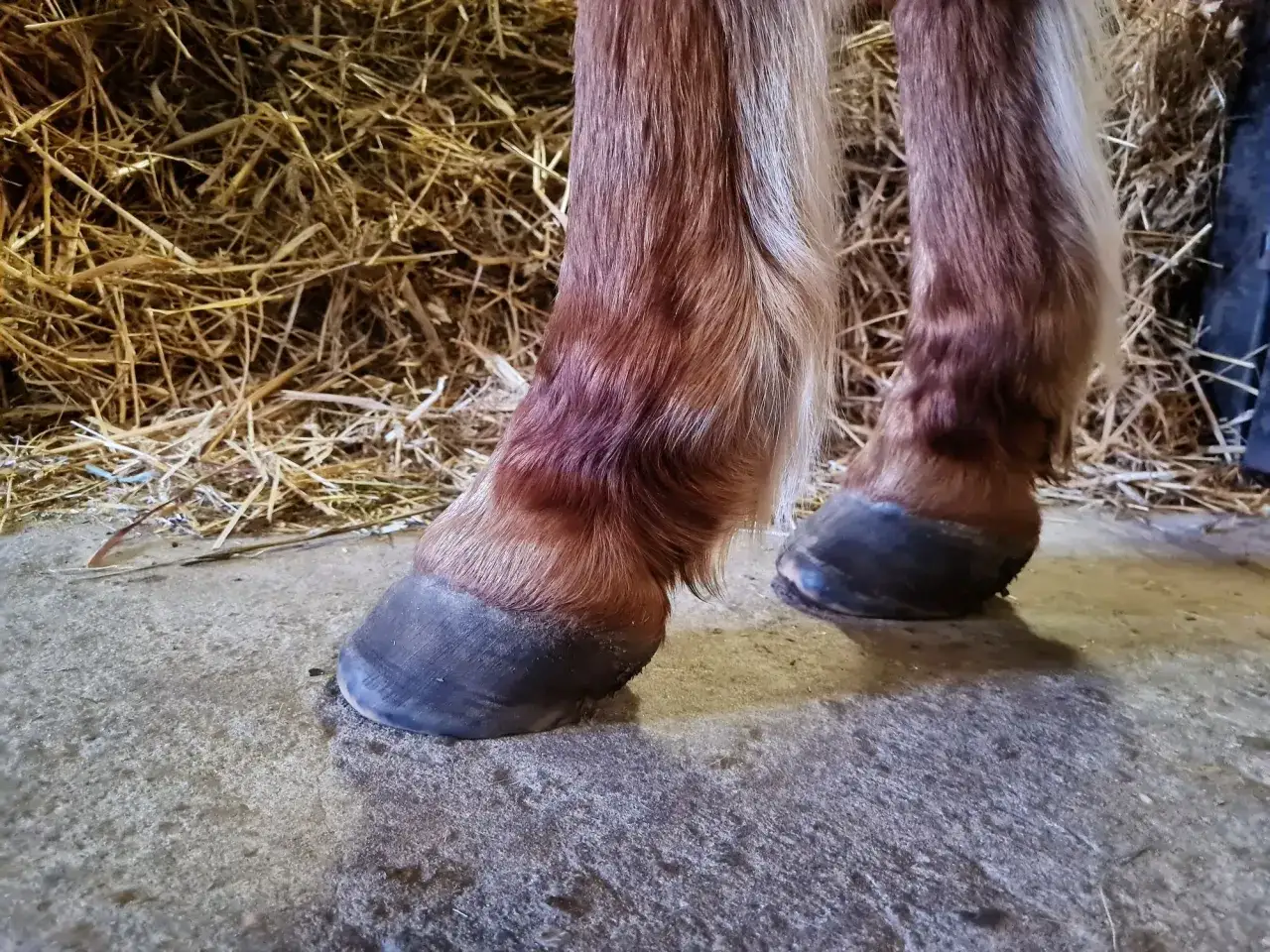 Końskie kopyta w podkowach, które chronią końskie kopyto przed uszkodzeniami.