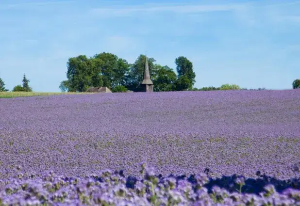 Facelia kwitnie 5-8 tyg. Jak wydłużyć ten okres? Poradnik.