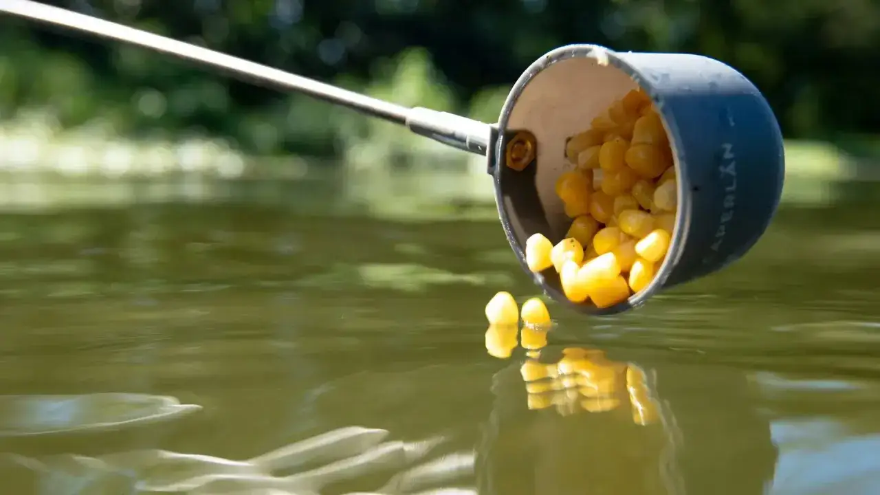 Kukurydza sypie się z kubka do wody, kusząc ryby. Idealna przynęta, jaka kukurydza na ryby!