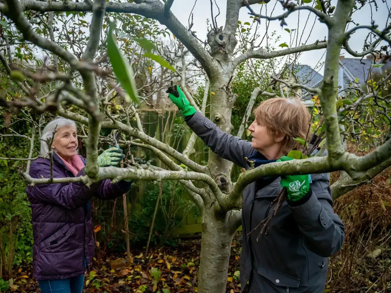 Dwie kobiety w zielonych rękawiczkach przycinają gałęzie jabłoni.