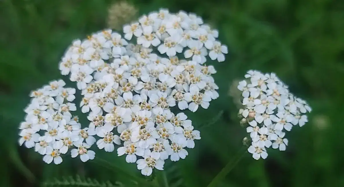 Rośliny i kwiaty: fascynujący świat natury wokół nas
