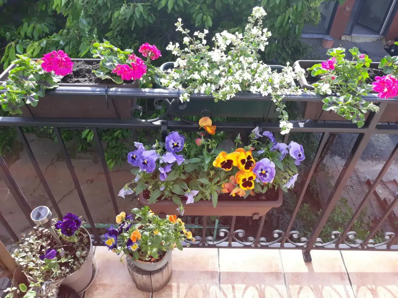 Kolorowe bratki i pelargonie zdobią balkon. Wiosna w pełni, idealny czas, by pomyśleć, co na balkon.