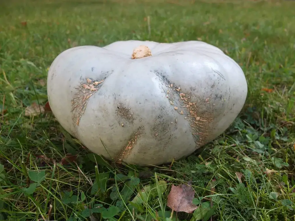 Skąd pochodzi dynia? Fascynująca historia i tajemnice jej uprawy