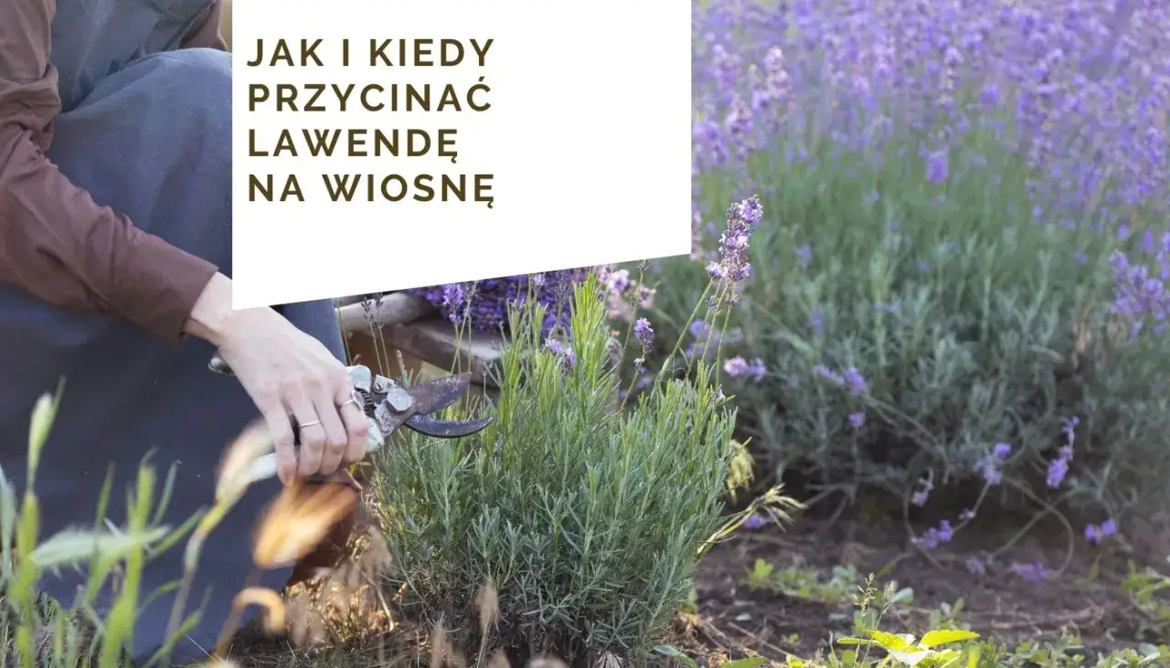 Cięcie lawendy: Kiedy i jak, by kwitła obficie? Poradnik Włodzisława Lisa