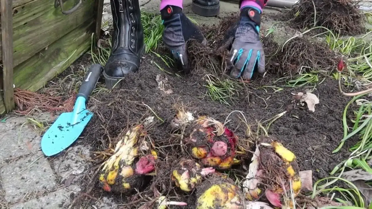 Zielone pogotowie: Kiedy przesadzać lilie, aby uniknąć problemów