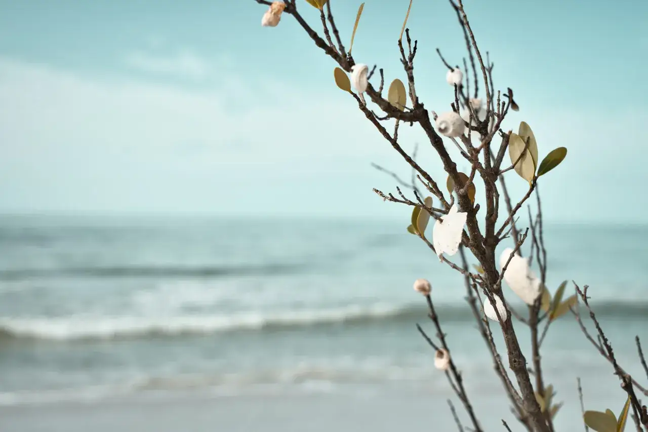 Najlepsze miejsca do zbierania muszli nad Bałtykiem, które musisz znać