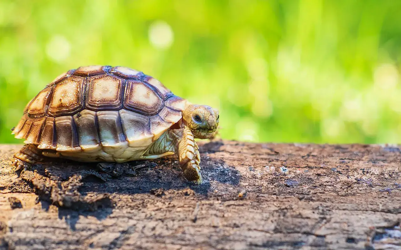 Koszty żółwia domowego: Czy stać Cię na to zobowiązanie?