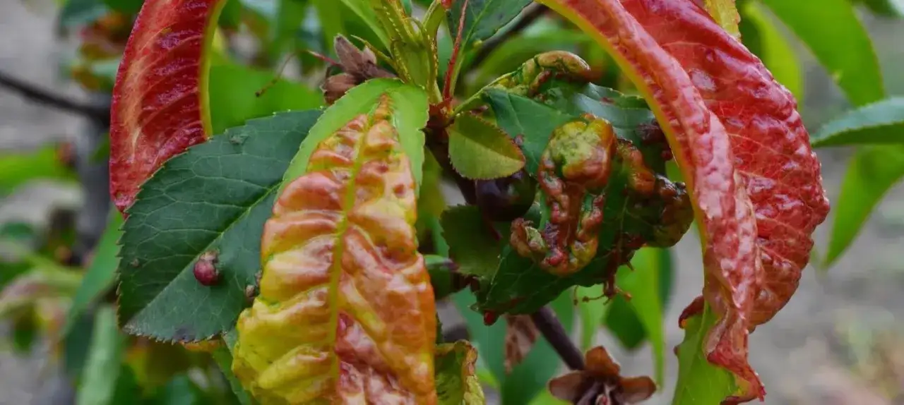 Jak skutecznie opryskiwać brzoskwinie przed kędzierzawością liści - poradnik