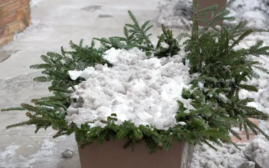 Czy azalia zimuje w gruncie? Jak chronić ją przed mrozem