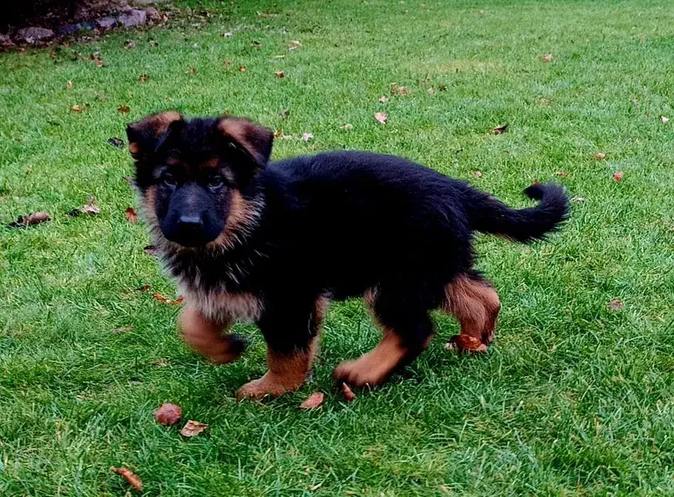 Ile kosztuje owczarek niemiecki krótkowłosy? Ceny i ważne informacje