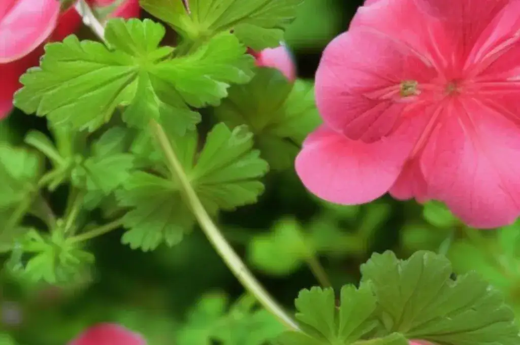Jak zrobić samemu olejek z geranium i cieszyć się jego korzyściami
