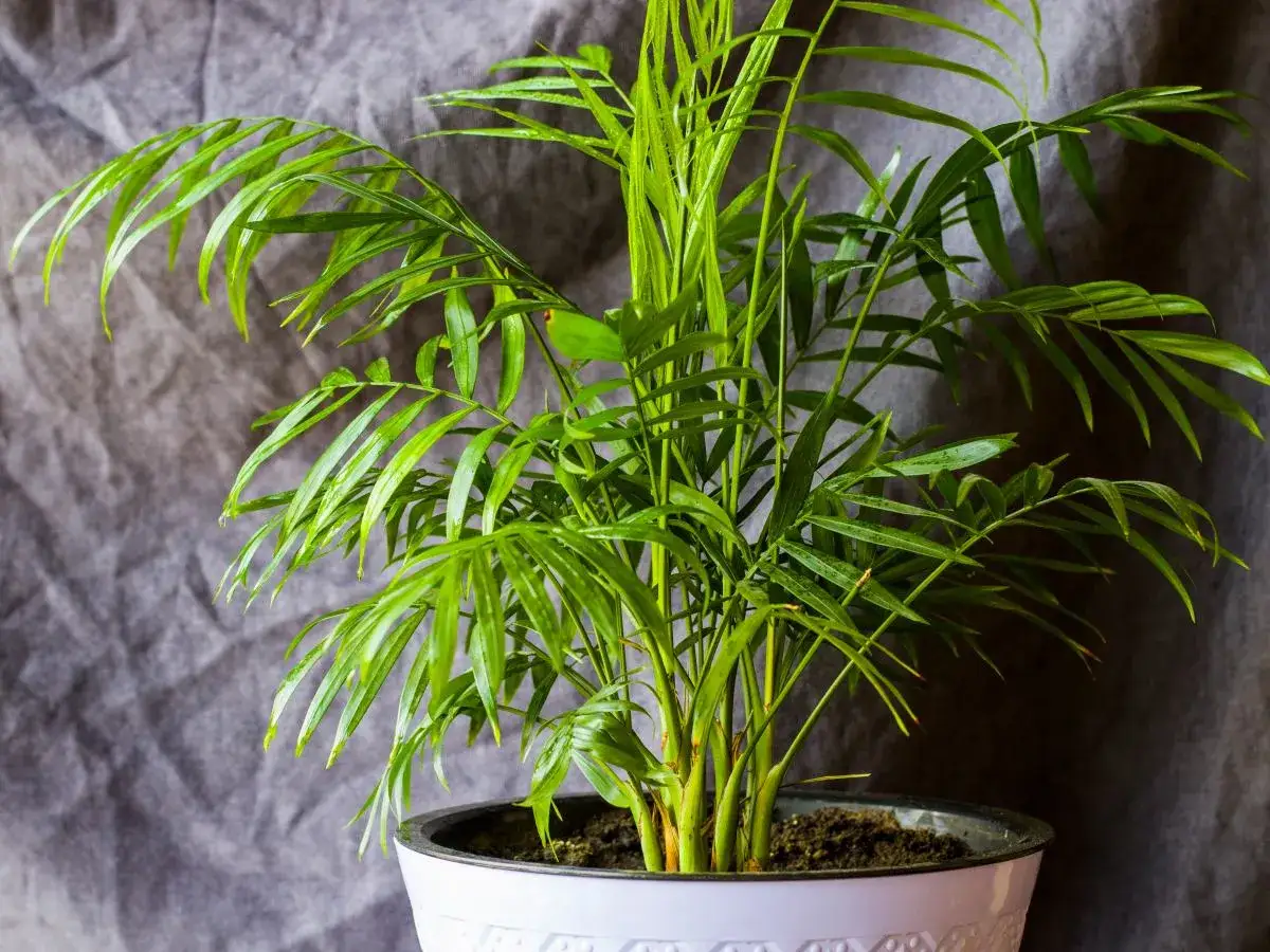 Zielona, bujna chamedora a areka w białej doniczce, z liśćmi lekko wilgotnymi od zraszacza.