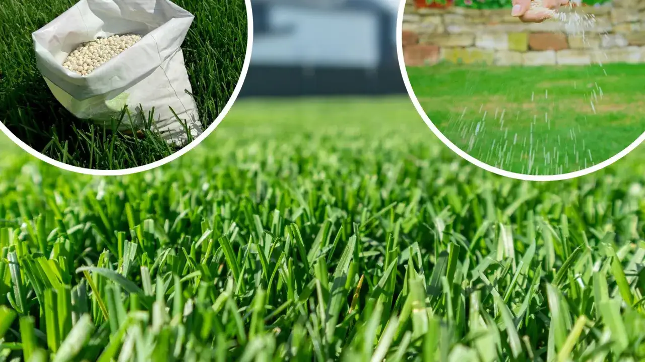 Kiedy sadzić trawę, aby uniknąć błędów i cieszyć się pięknym trawnikiem