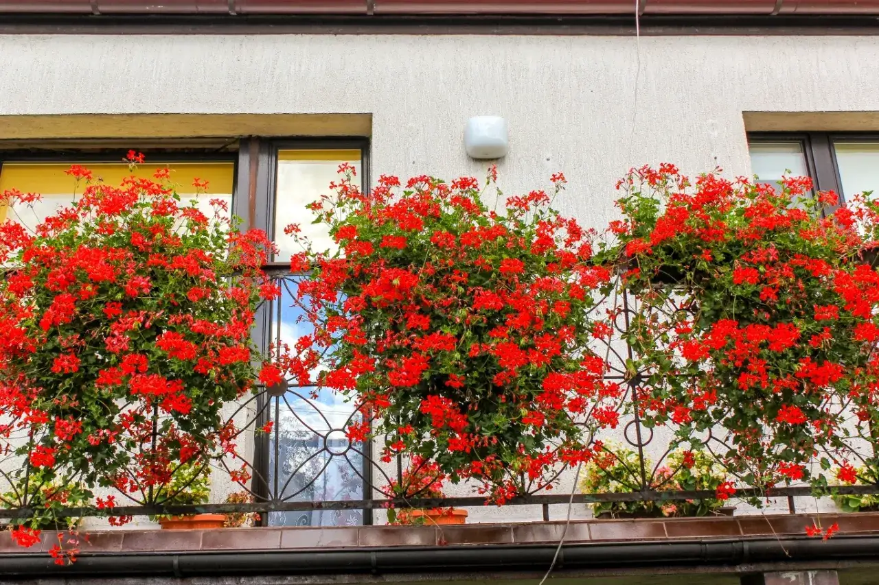 Kiedy pelargonie na balkon kwitną, tworzą barwny dywan.