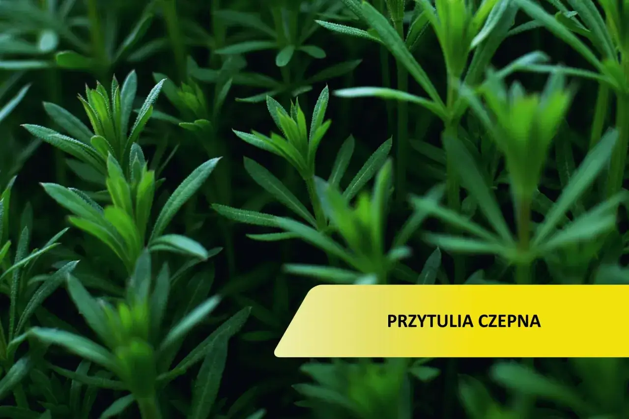 Przytulia czepna w ogrodzie? Skutecznie ją zwalcz i zapobiegaj!