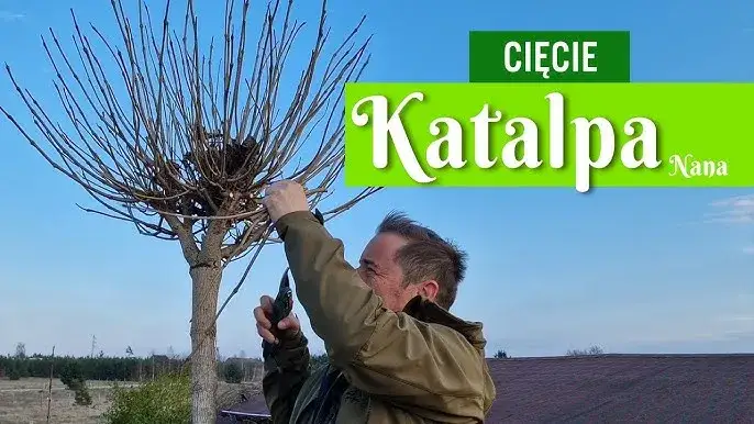 Jak przycinać katalpę (Nana)? Poradnik krok po kroku od eksperta