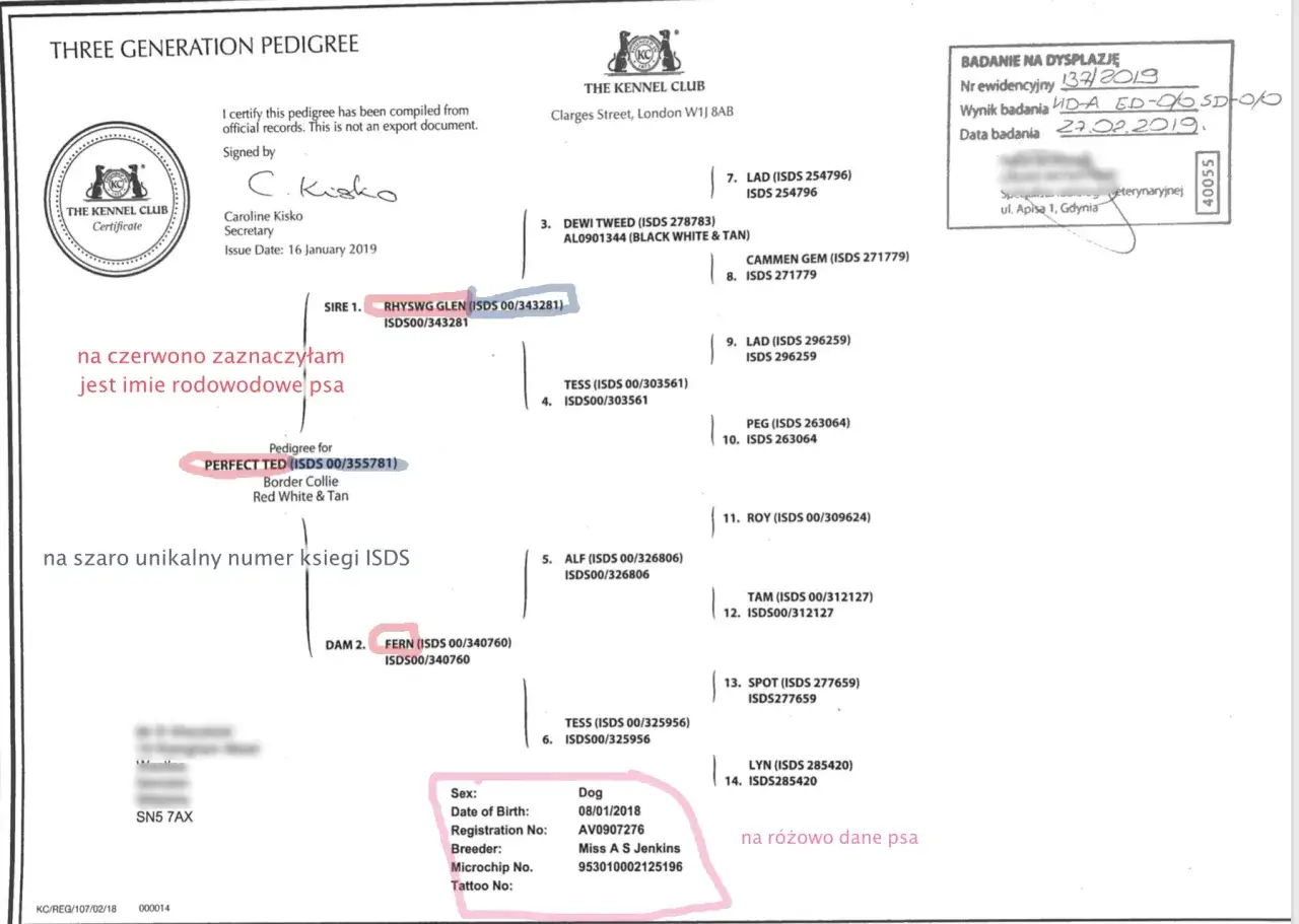 Ile kosztuje rodowód dla psa? Sprawdź ceny i opcje rejestracji