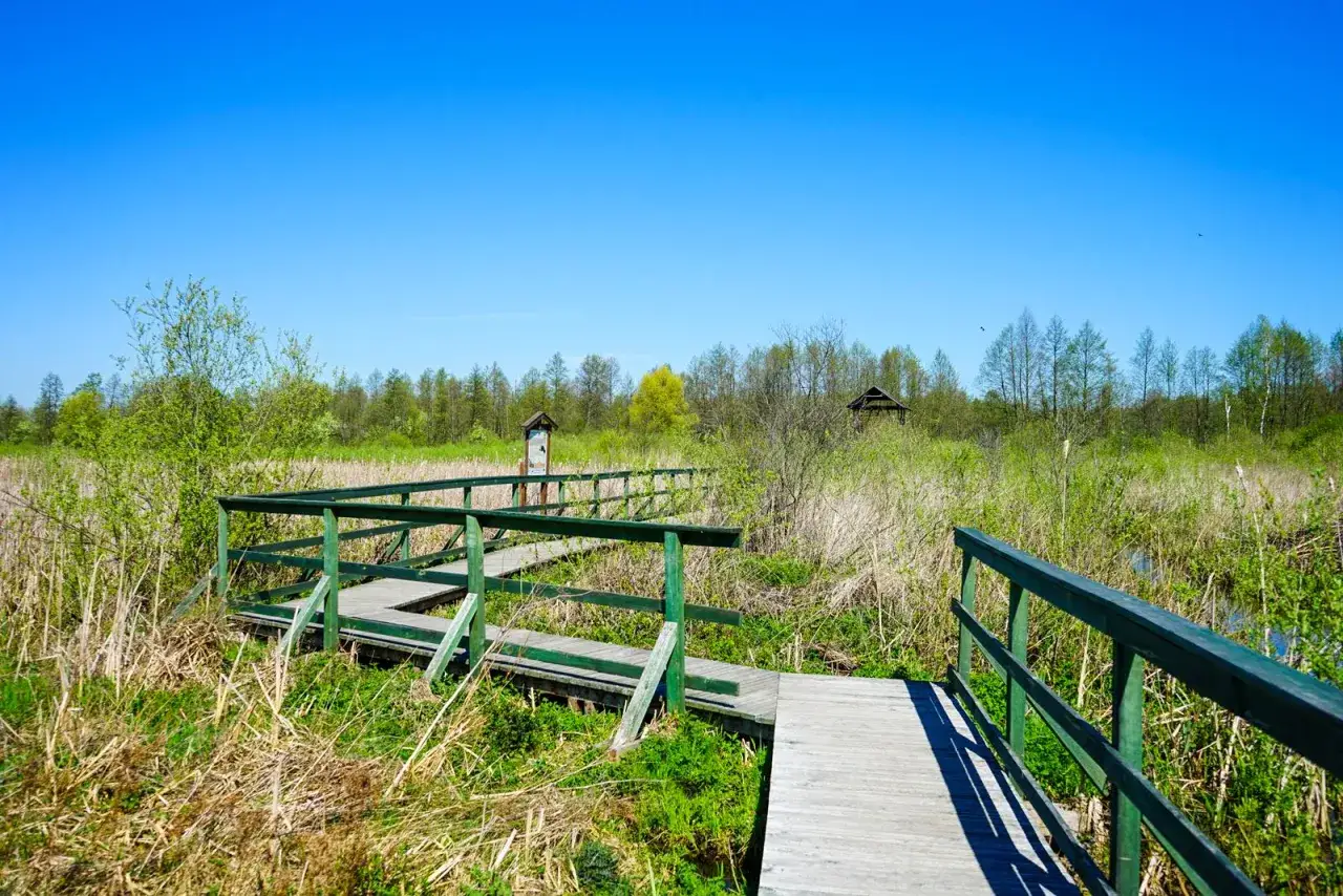 Jak dotrzeć do rezerwatu Bagno Całowanie? Mapa i wskazówki