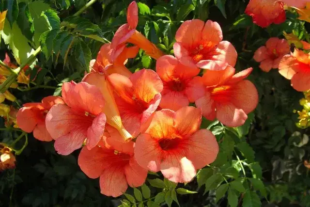 Kwitnące pnącza: 9 gatunków roślin do ogrodu i na balkon