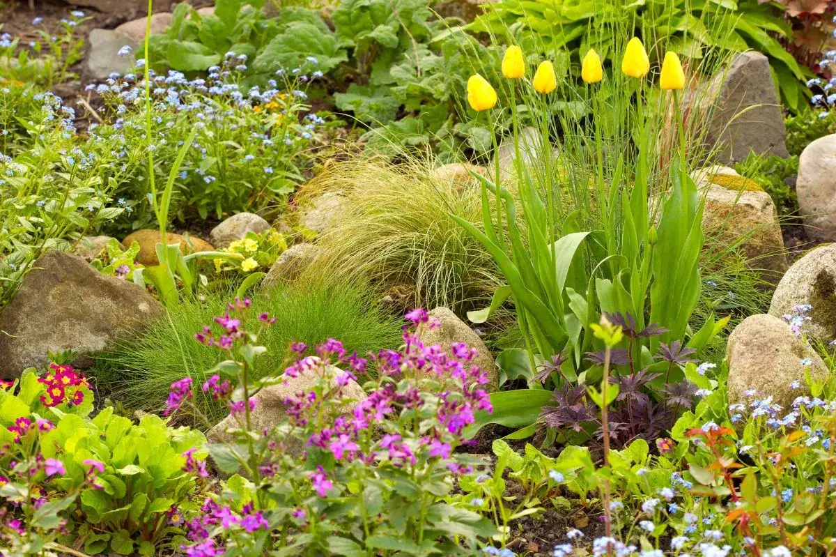 Kwiaty kwitnące w maju: Twój plan na kolorowy ogród i balkon!