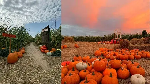 Farma dyniowa Bacówka - odkryj niezwykłe atrakcje i emocje tej jesieni
