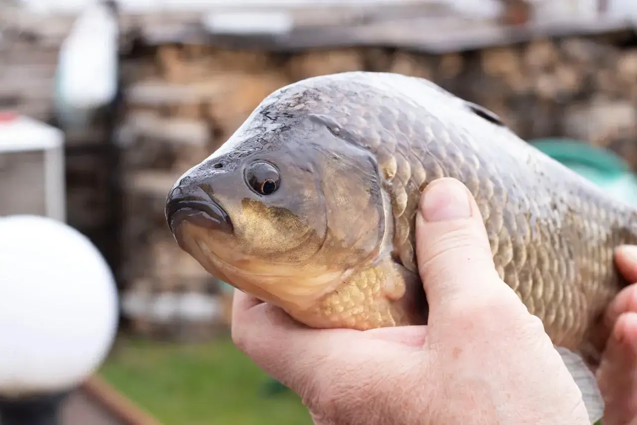 Dłoń trzyma świeżo złowionego lina, który wygląda na zadowolonego z najlepszej zanęty na lina.
