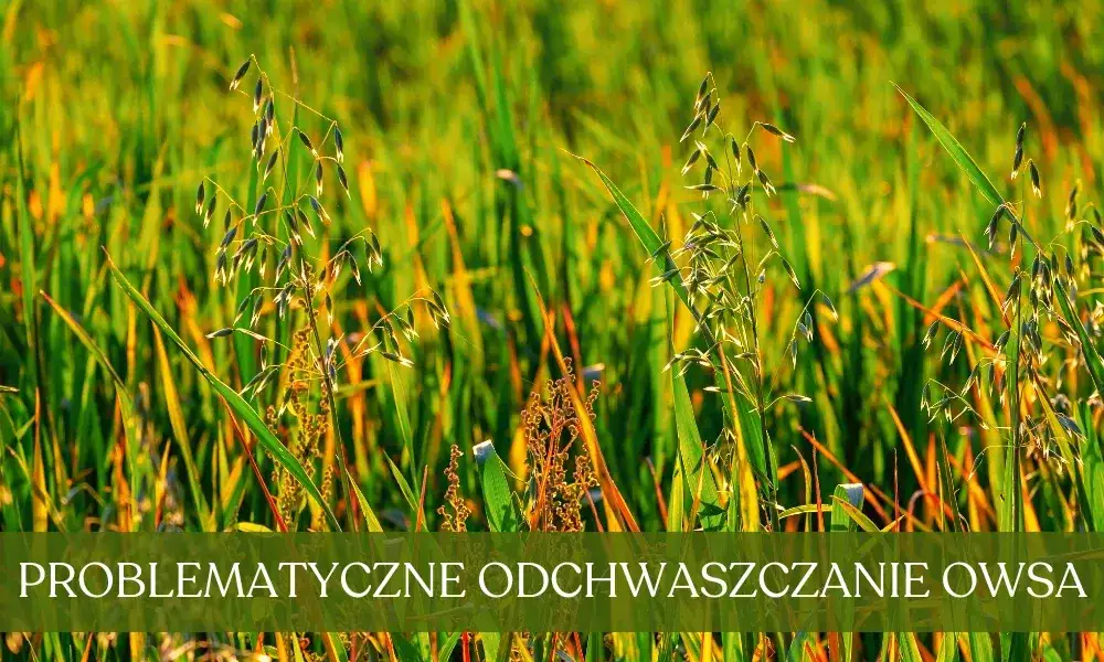 Oprysk na chwasty w owsie: Klucz do plonu? Sprawdź terminy i środki!