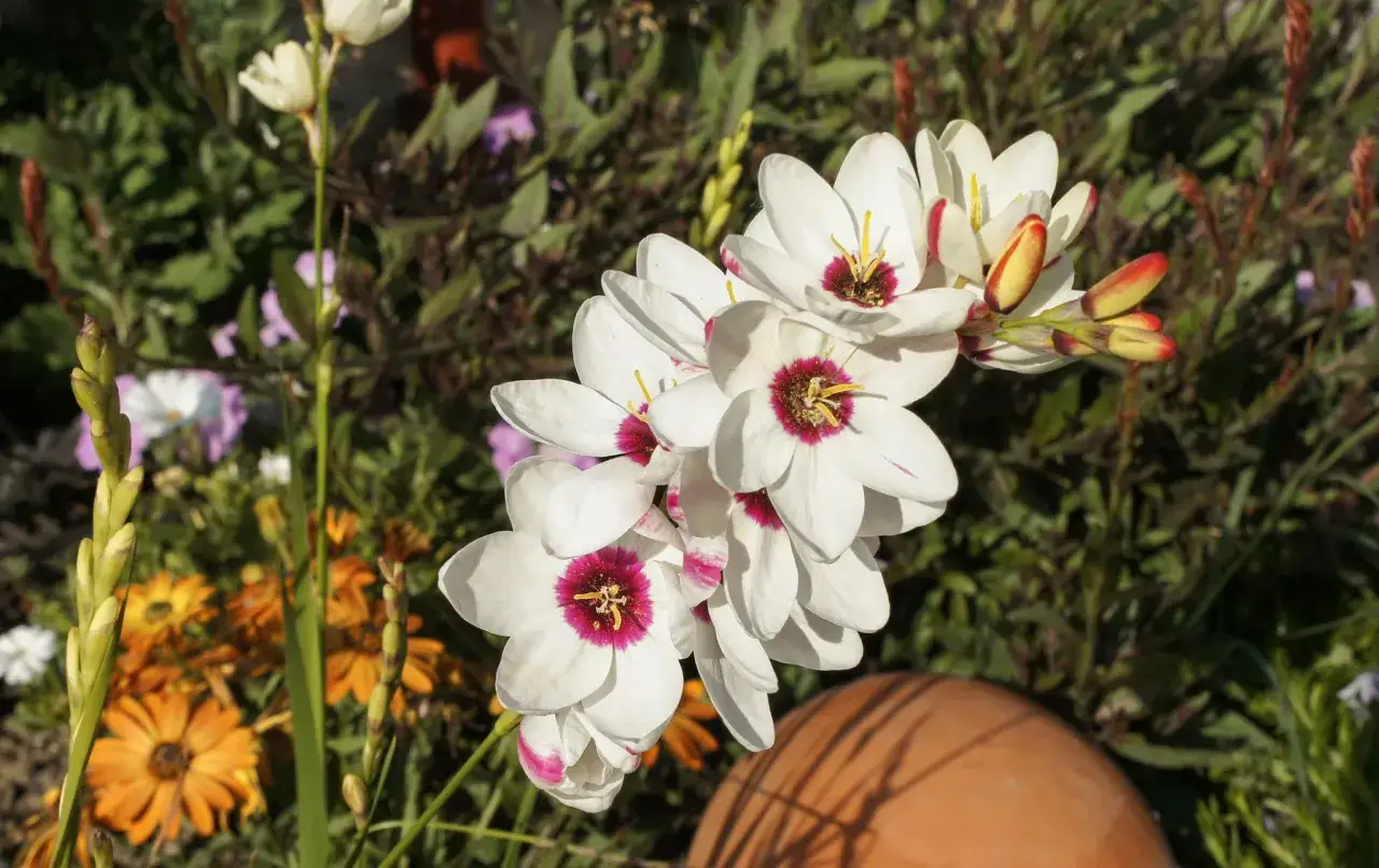 Iksja kiedy sadzić – najlepsze terminy dla bujnego kwitnienia