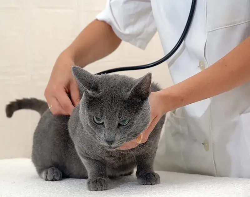 Ropomacicze u kotki objawy - jak rozpoznać zagrożenie dla zdrowia?