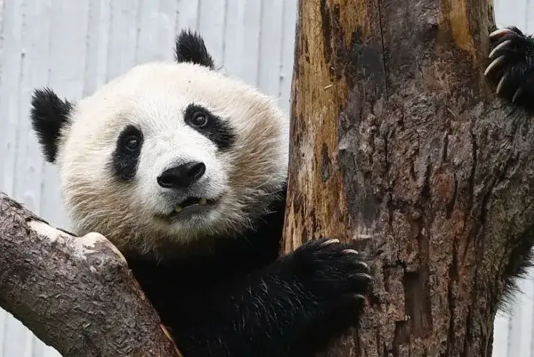 Gdzie żyją pandy? Odkryj ich królestwo w Chinach i Europie!