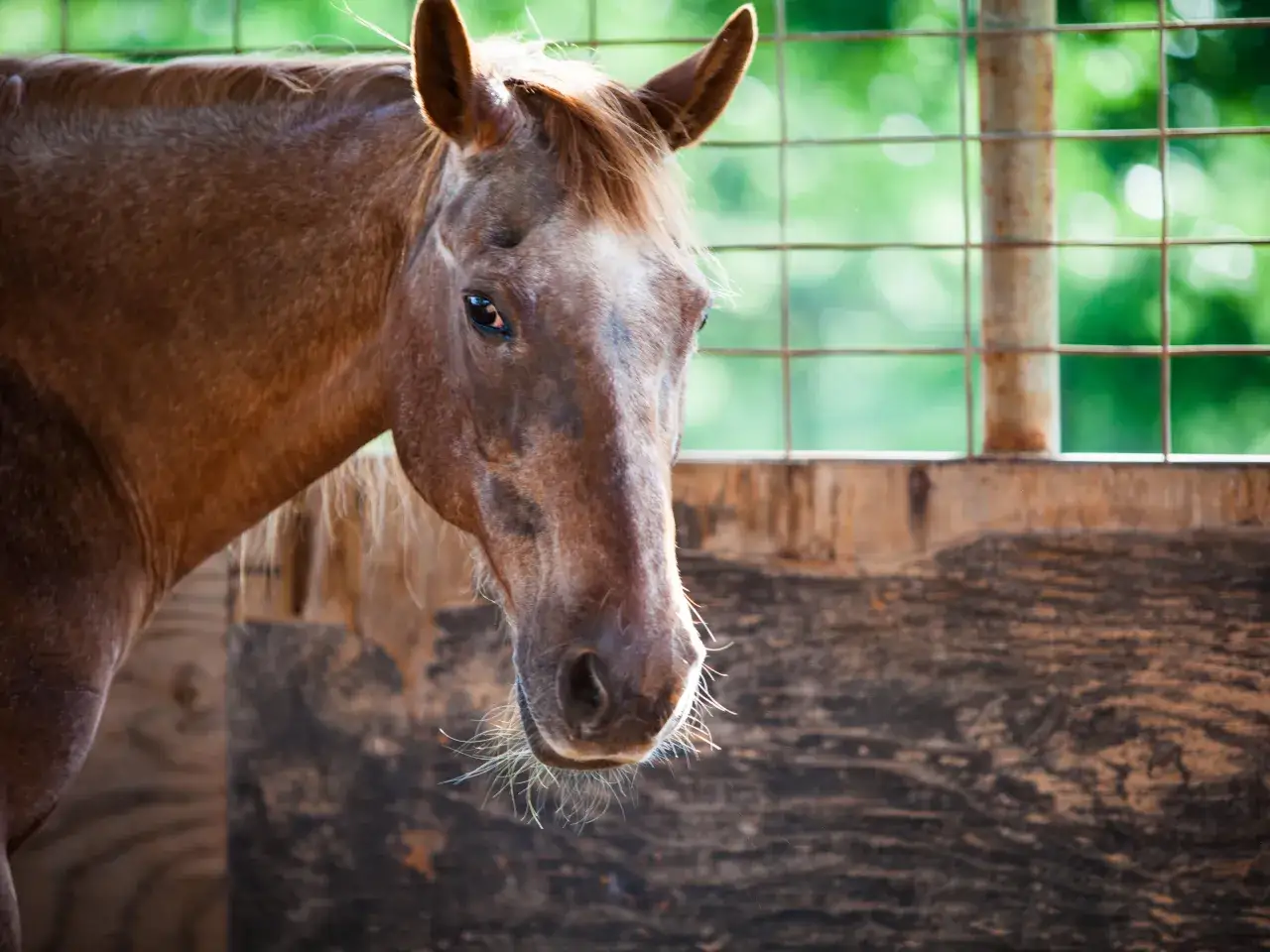 Brązowy koń w boksie, z zaciekawieniem spogląda w obiektyw. Zastanawiasz się, ile kosztuje odrobaczanie konia?