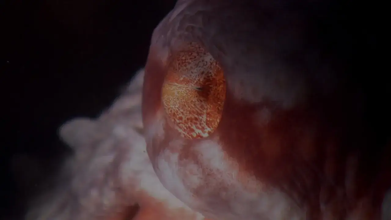 Jak rozmnażają się ośmiornice? Zaskakujące fakty o ich cyklu życia