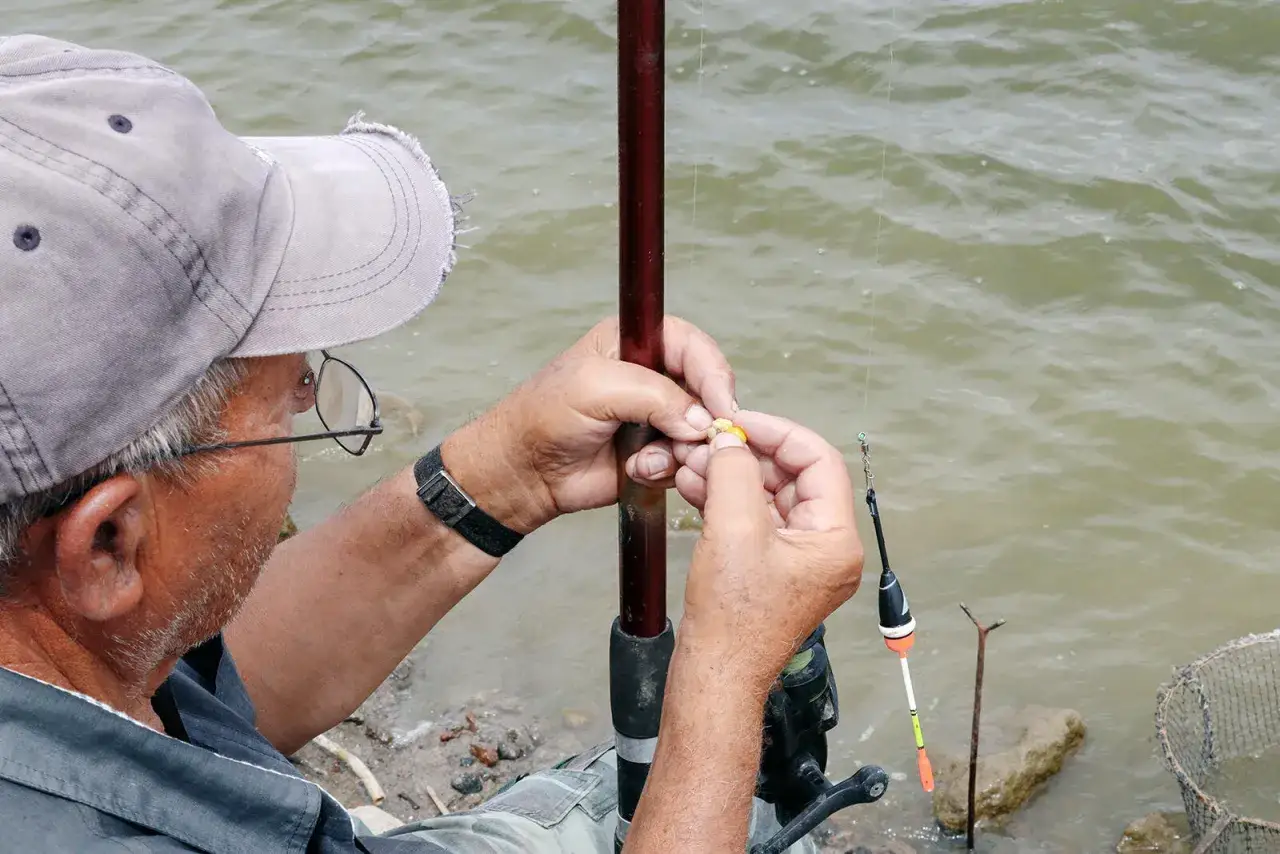 Wędkarz zakłada kukurydzę na haczyk, licząc na to, jakie ryby biorą na kukurydzę. Woda faluje, czekając na branie.